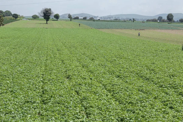 bean crop field in mexico