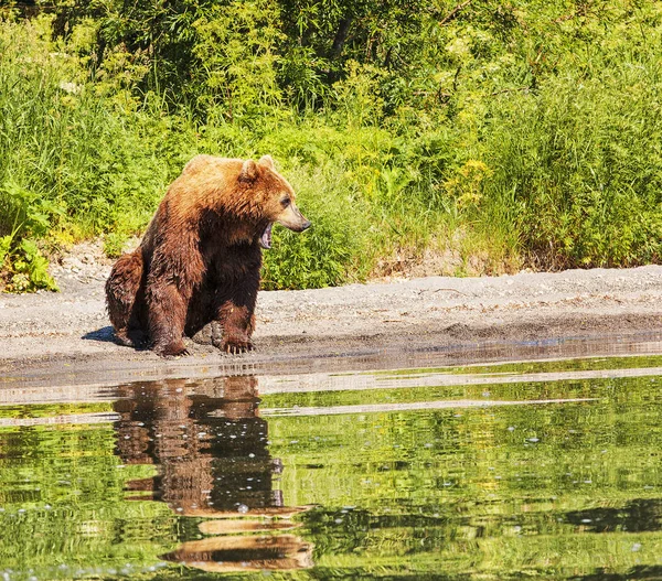 Камчатский Бурый Медведь Озере Летом — стоковое фото