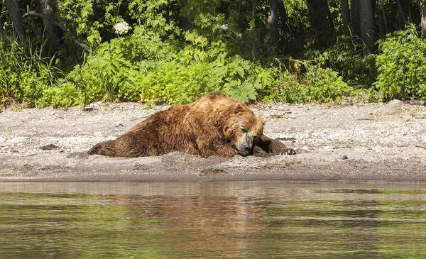 カムチャッカのクマが 湖の岸に眠る — ストック写真