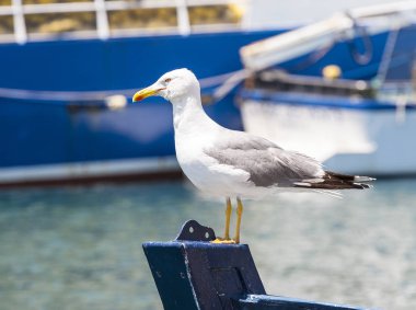 Seagull on ise