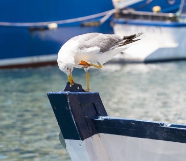 Seagull on ise