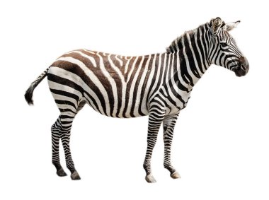 Hayvanat Bahçesi tek burchell zebra beyaz zemin üzerine izole