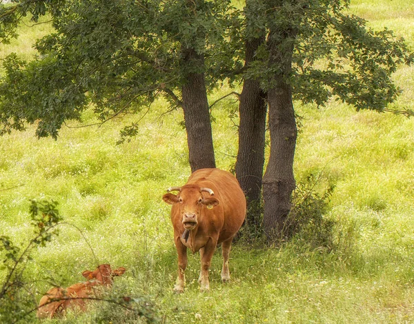 Kráva Pastva Horách — Stock fotografie