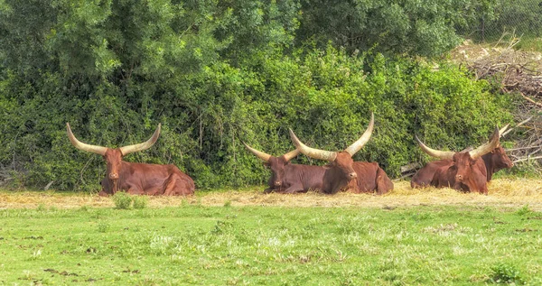 Manada Buffalo Descansando Cerca Los Árboles — Foto de Stock