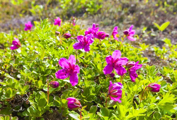 Κόκκινο Rhododendron Της Καμτσάτκα Εικόνα Αρχείου