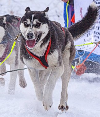 bir atlı kızak yarışmaları kışın çekerek koşum köpek