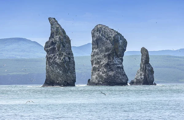 Kayalar Pasifik Okyanusu Üzerinde Uçan Martılar — Stok fotoğraf