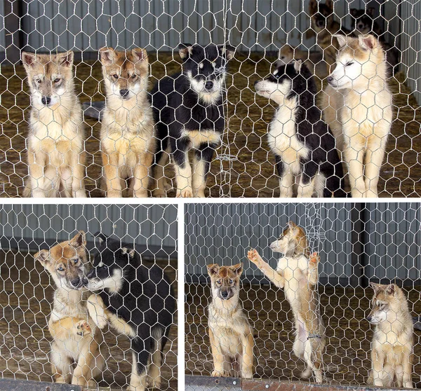 Set of Husky puppies  in the dog kennel