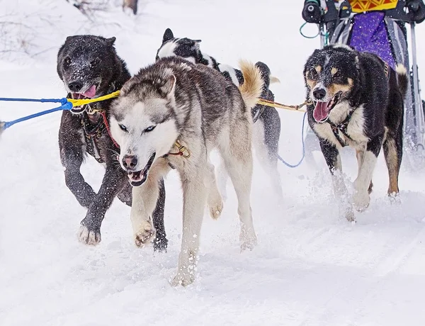 Dog Harness Pulling Sleigh Competitions Winter — Stock Photo, Image