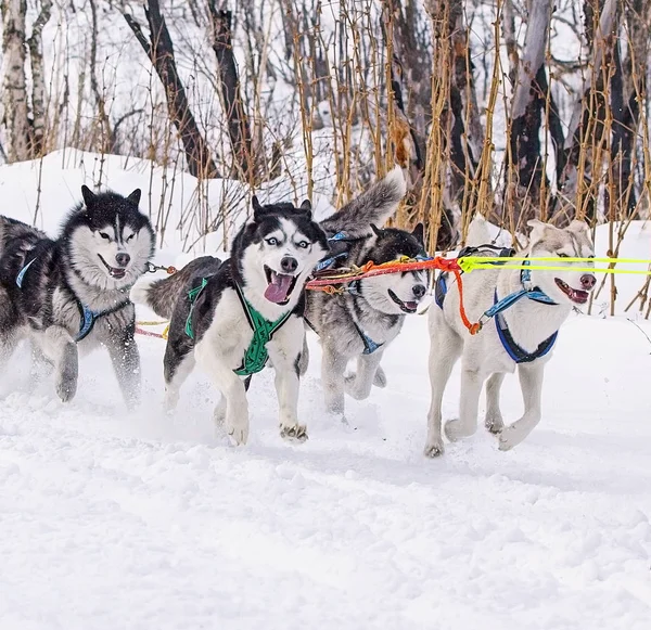 the dogs in harness pulling a sleigh competitions in winter