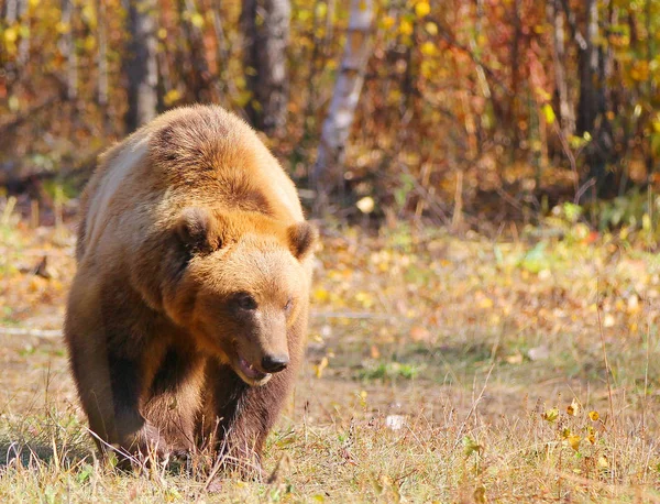 Urso Marrom Kamchatka Uma Cadeia — Fotografia de Stock