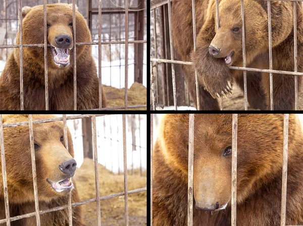 カムチャッカ半島に檻の中のヒグマのセット — ストック写真