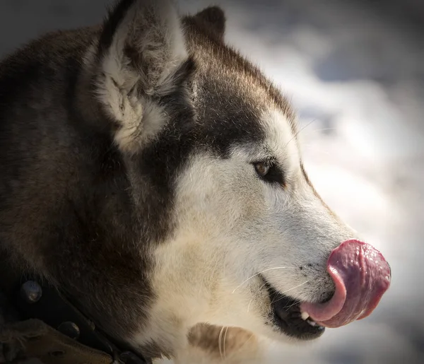 Kamchatka Husky Barnerommet Hunder Vinteren – stockfoto