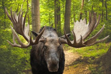K bir ormanda duran büyük bir erkek geyik buck Closeup