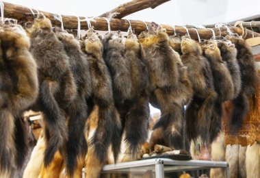 sable fur skins at the fur exhibition clipart