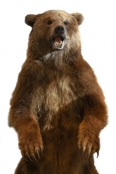 Il tassidermia di un orso bruno Kamchatka su sfondo bianco — Foto Stock