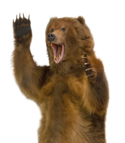 Таксидермия камчатского бурого медведя на белом фоне — стоковое фото