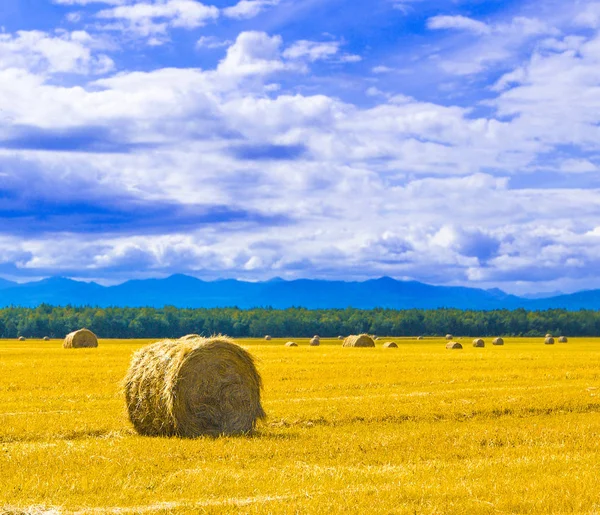 De stora runda balarna av halm på ängen — Stockfoto