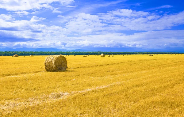 The big round bales of straw in the meadow — Stock Photo, Image