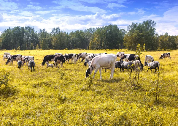Stádo ovcí a krav pasté na zelené a žluté trávě — Stock fotografie