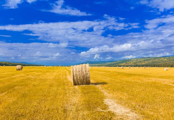 De stora runda balarna av halm på ängen — Stockfoto