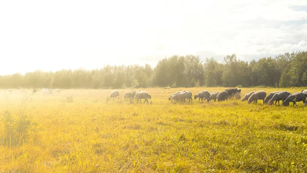 The flock of sheep and cows pasturing on green and yellow  grass — Stock Photo, Image