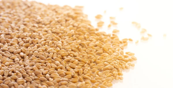 Зерна пшениці ізольовані на білому тлі, вид зверху — стокове фото
