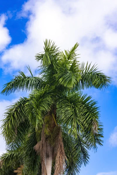 De Palm boom en de blauwe hemel — Stockfoto