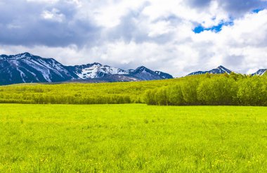 Kamçatka penins üzerinde kar dağlarının önünde yeşil alanlar