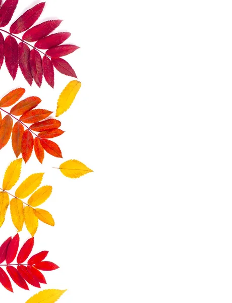 Podzimní hranice z listů na bílém pozadí — Stock fotografie