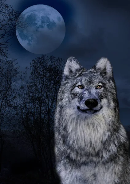 Wolf and the moon in the midnigt — Stock Photo, Image