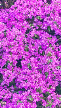 Mor çiçekler doku closeup