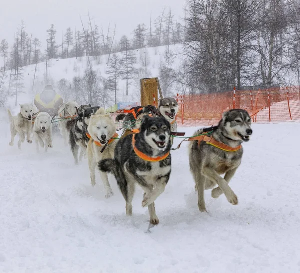 Karda kızak köpek yarışında kızakaranın arkasına saklanan musher — Stok fotoğraf