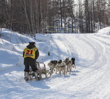 Koşan köpek kızağı takımı Kamçatka musher