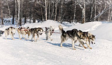 Köpek kızağı bir kış kar üzerinde çalışan