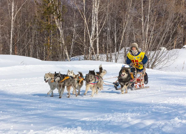 Koşan köpek kızağı takımı Kamçatka musher