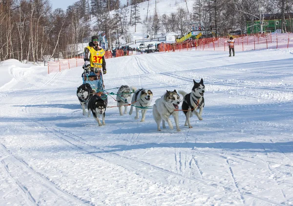 Команда по бегу на собачьих упряжках Камчатский мушер — стоковое фото