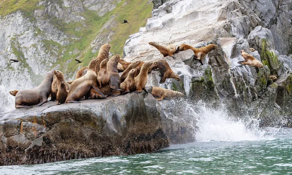 O leão-marinho Steller sentado em uma ilha de rocha no Oceano Pacífico na península de kamchatka — Fotografia de Stock