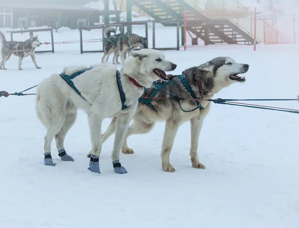 Сани, используемые на Ничто человек ледник для собачьих упряжек — стоковое фото