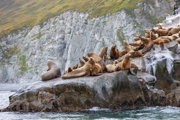 O leão-marinho Steller sentado em uma ilha de rocha no Oceano Pacífico na península de kamchatka — Fotografia de Stock