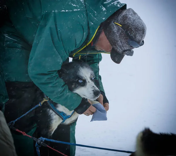 O musher põe em coberturas de pata husky — Fotografia de Stock