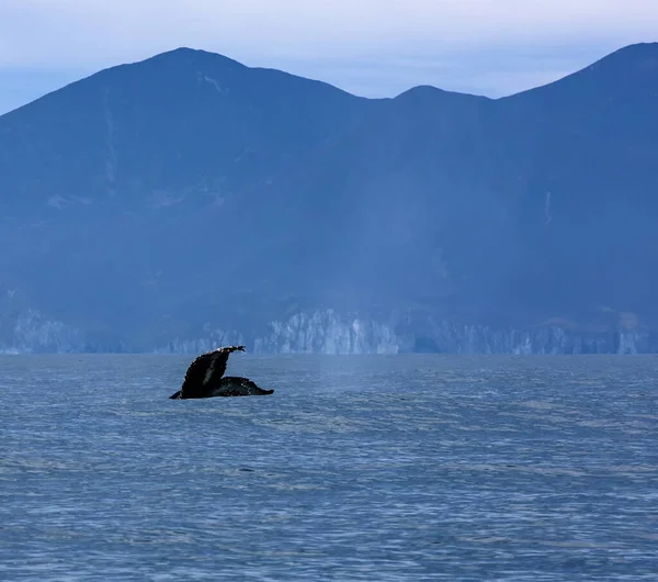 Hermoso paisaje marino con cola de ballena —  Fotos de Stock
