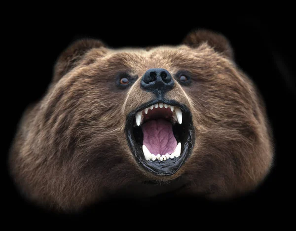 Relleno Kamchatka oso marrón cabeza — Foto de Stock