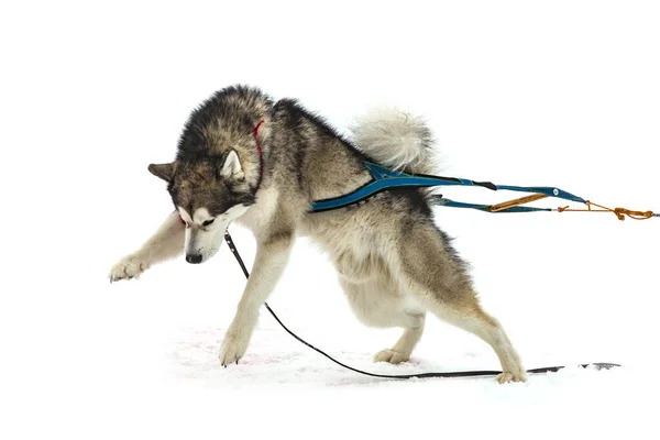 Malamute in the winter competitions Weight pulling — Stock Photo, Image