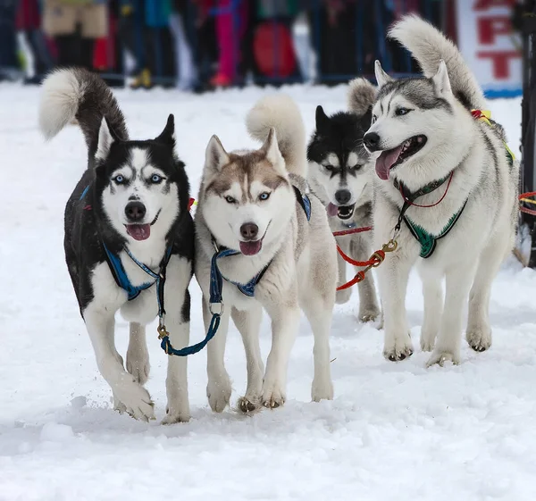 Portrait of a husky-drawn on the competition before the start — Stock Photo, Image