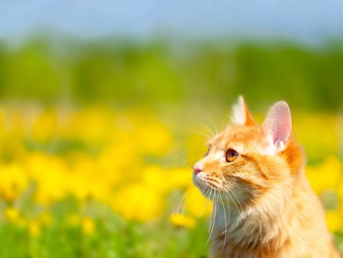 Kızıl Kurbağa Kuyruklu Kedi 'nin portresi Sarı karahindibalı bir tarlaya meraklı