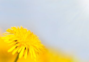 The field with yellow dandelions. Selective focus. Spring in the mountains. Strong morning sun. Nature background.