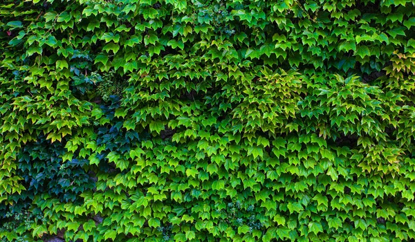 Naturen Gröna Löv Vägg Bakgrund Selektiv Inriktning — Stockfoto