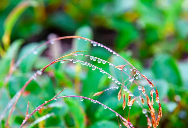 Drops Dew Grass Selective Focus — Stock Photo, Image