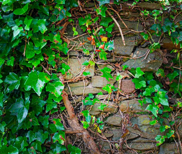 Die Alte Raue Mauer Und Grüne Pflanzen — Stockfoto